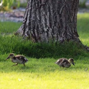 Meet your Posher, Dawn